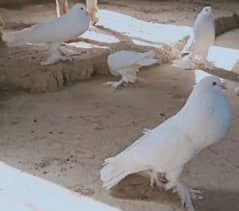 pigeon for sale