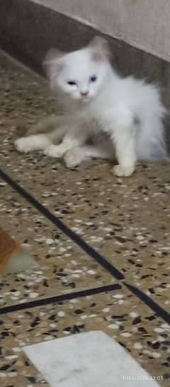 old eyes female kitten for sale