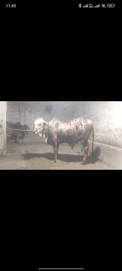 qurabi