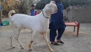 desi bakra for sale 03470617342