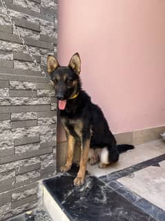 German shepherd. Age 8 month full active   03138029768