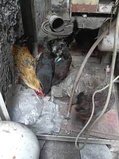 Golden misri hen Desi 5 Healthy
