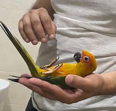 sun conure parrots