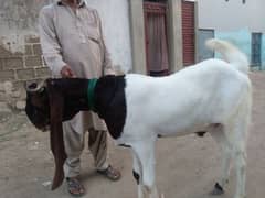 kamori bakra ghar ka palla howa