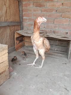 Hen and 2 chicks