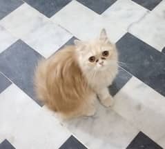 Persian Female Cat trained Rs 13k