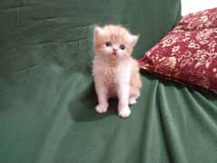 Adorable kittens