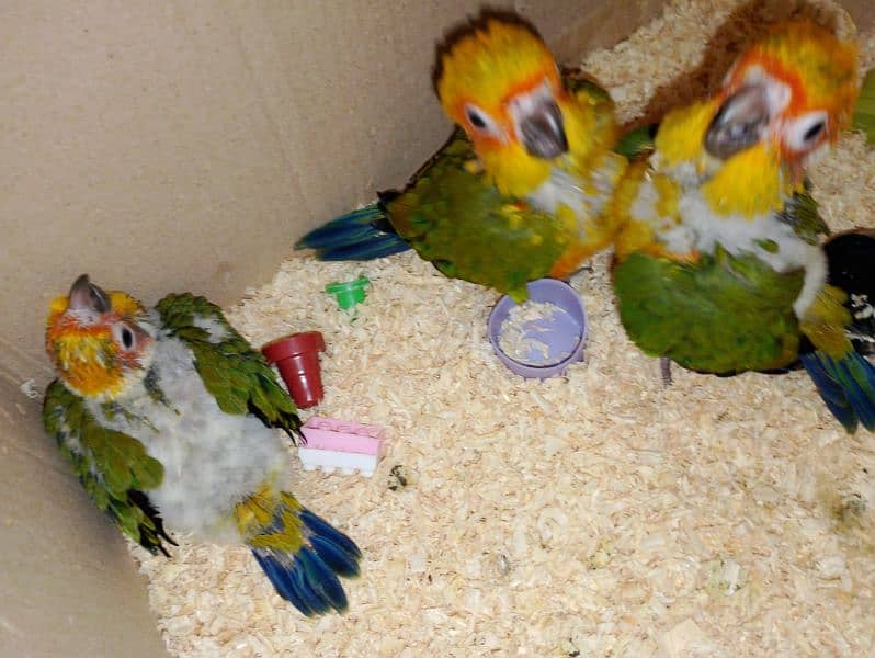 sun conoure chicks 1