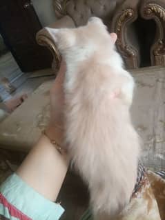2 month male kitten Persian