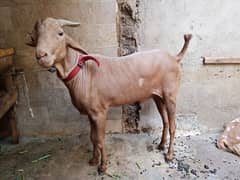 GOATS FOR SALE