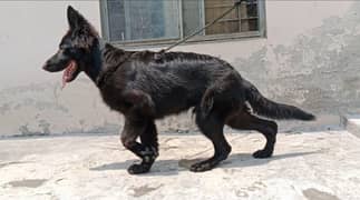 German Shepherd puppy (pedigree)