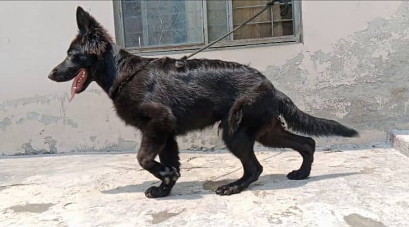 German Shepherd puppy (pedigree) 1