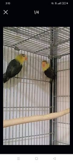 Two love birds pair for sale