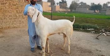 Rajanpuri Bakra For Sale (CALL/03207353182)