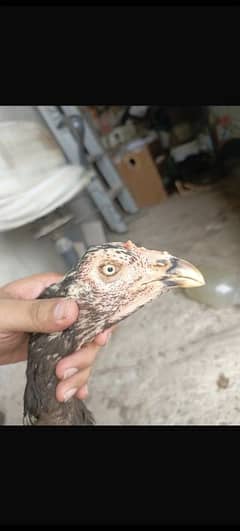 Kamaliya female+Vaitnam murga