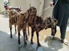 Goat jori for sale best fit beautifull goats