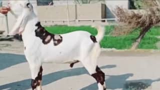 desi bakra for sale 03241603852