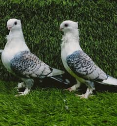 Sentinet chocolate Cherry and Blue Barr Breder pair For Sale