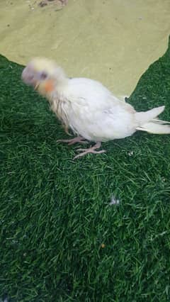 Cockatiel for handtame