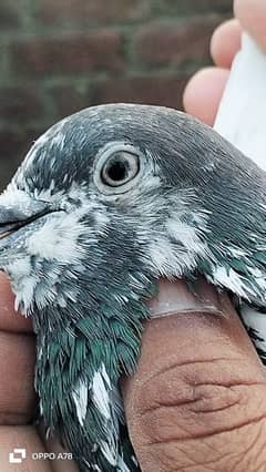 pigean