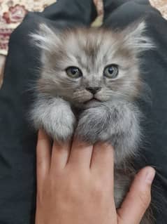 cat lover