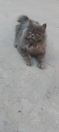 Punched face persian cat