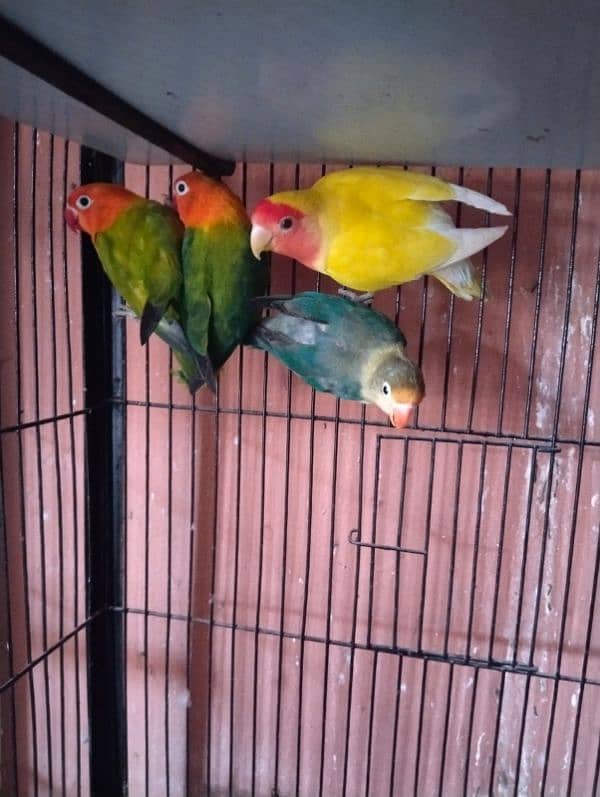 Albino /Love birds /opline/breeder pairs /Parrot for sale 4