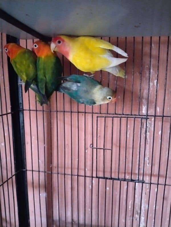Albino /Love birds /opline/breeder pairs /Parrot for sale 5