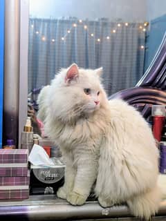 stud male cat