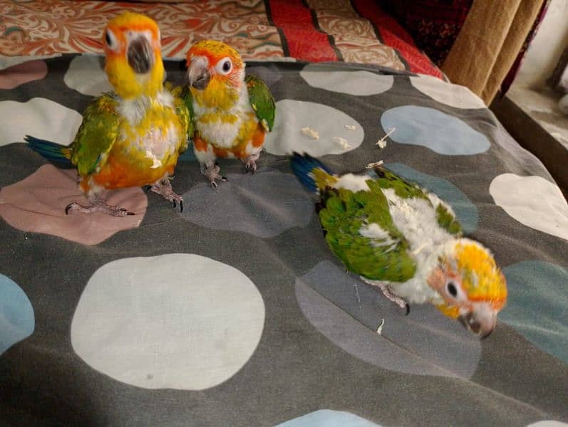 sun conoure chicks 2