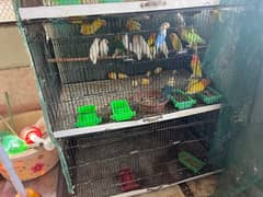 love birds mix phatte