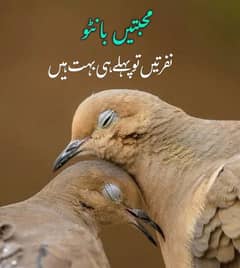 Doctor ko job chaiye