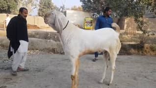 desi bakra for sale 03241603852