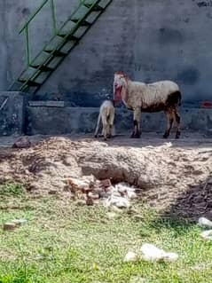 2 sheep ha aik 3 month ki kids ha totally 3 sheep ha