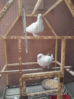 sherazi pigeon pair