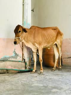 2 dant wachi qurbani k liye for sale