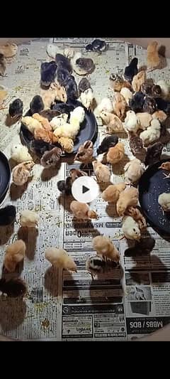 Golden misri 1,10,15 day old|chicks | hens |choza|