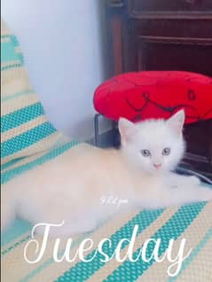 Persian kitten 3 month age double cot urgent sale