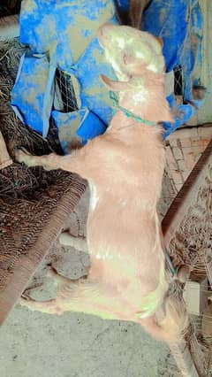 wahidbuxp