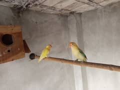love bird