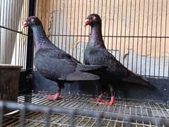Denish breeder pair with 1 chick