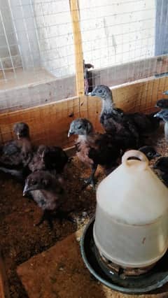 Ayam cemani chicks
