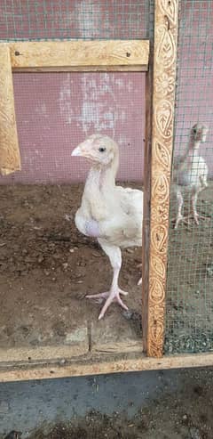 Heera /Aseel Miawali /Silky /Golden Buff