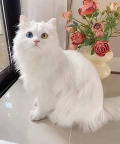 Elegant White Persian Cat with Rare Odd Eyes – For Sale