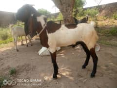 donda bakra03131744153