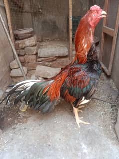 aseel
