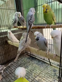 Exhibition budgies