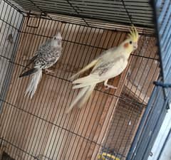 Cock tail for sale