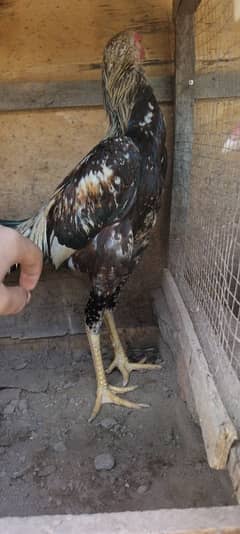 Aseel for sale
