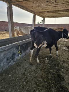4 COW / 4 BULL /SILAGE / wachi/30LIGHT SUSSEX  /30 LOHMAN HENS CHICKS